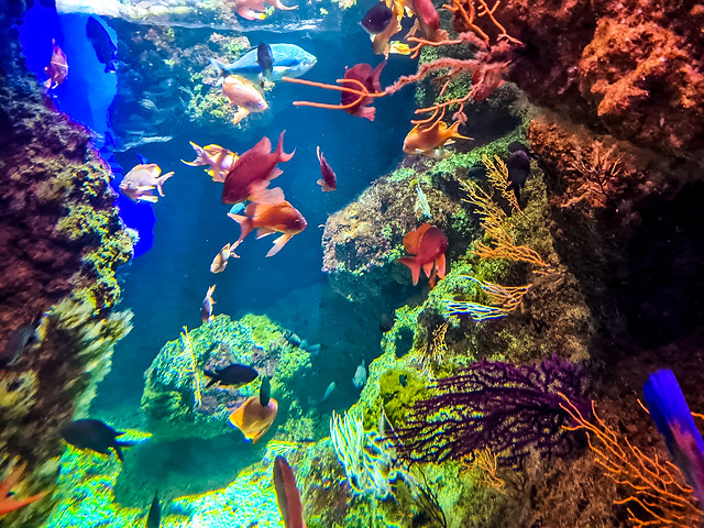 Deep into the Coral Reef, La Rochelle Auarium