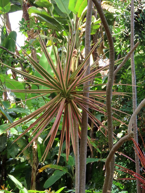 Dracaena reflexa var. angustifolia