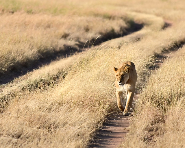 Leona por el Serengueti