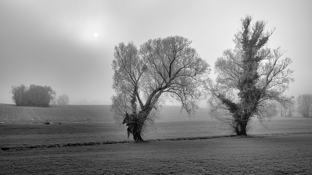 *trees against the pale winter sun @ b+w version*