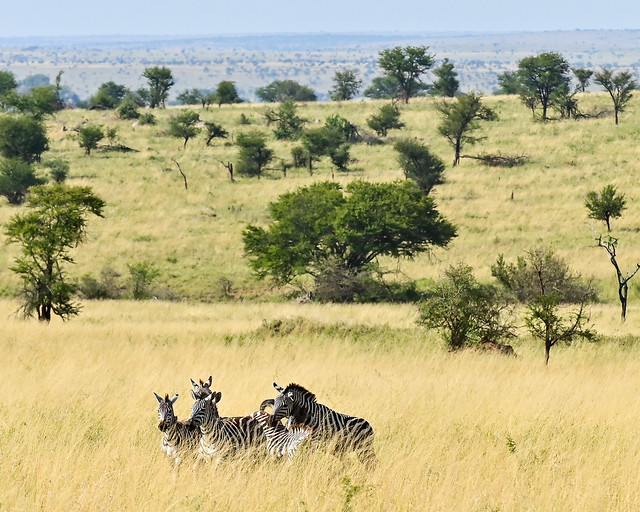 Cebras jugando en las praderas del Serengueti