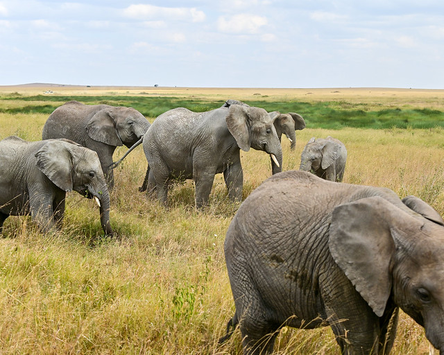 Elefantes en el Serengueti