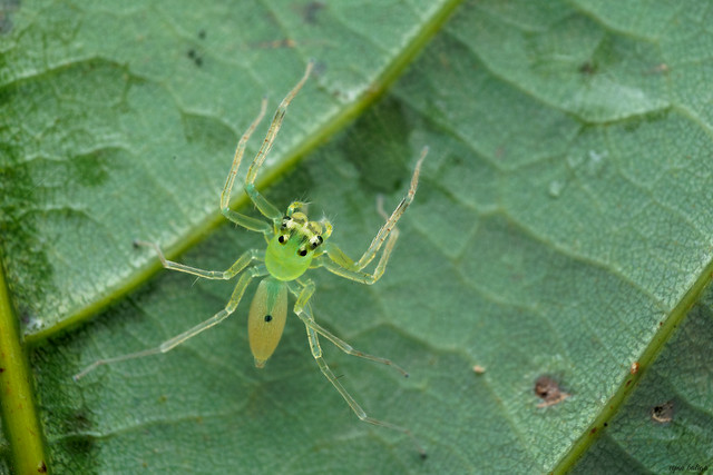 Glassy jumping spider - Onomastus sp