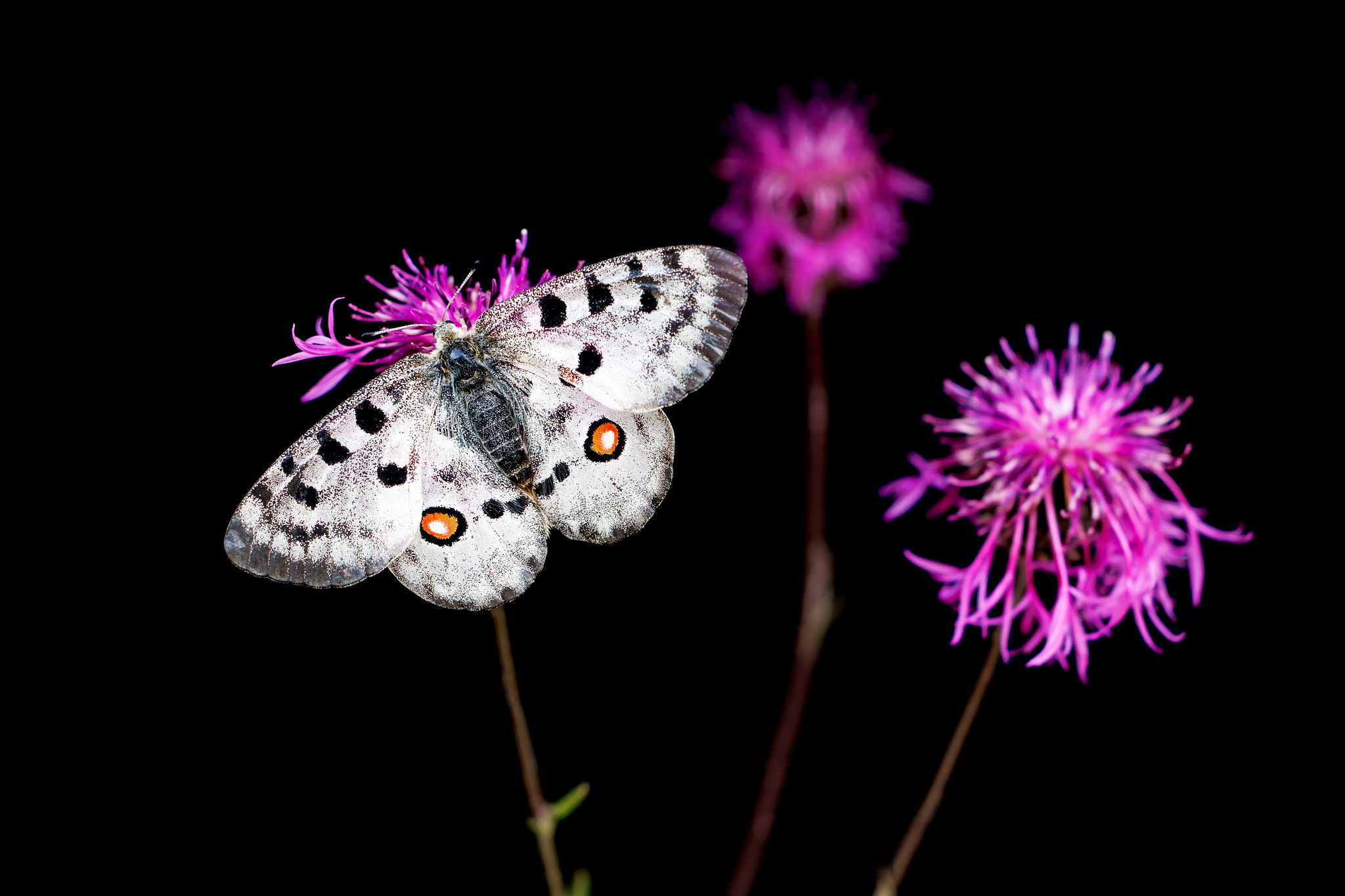 Parnassius apollo | apollofjäril | Apollo
