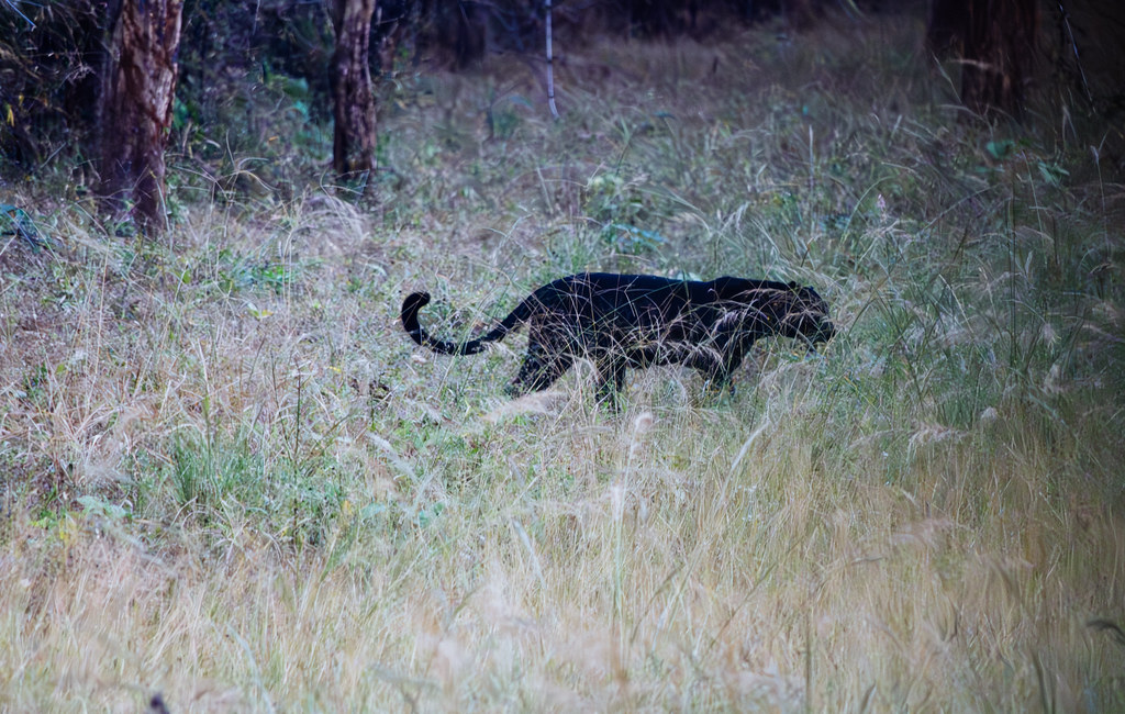 Blackie The Black Leopard