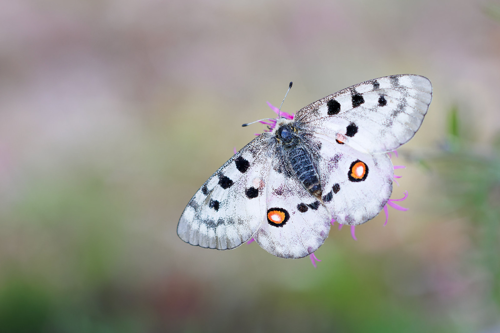 Parnassius apollo | apollofjäril | Apollo