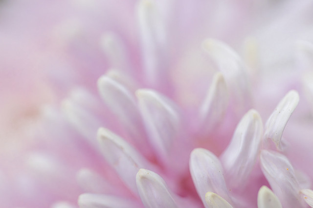 Chrysanthemum Petals