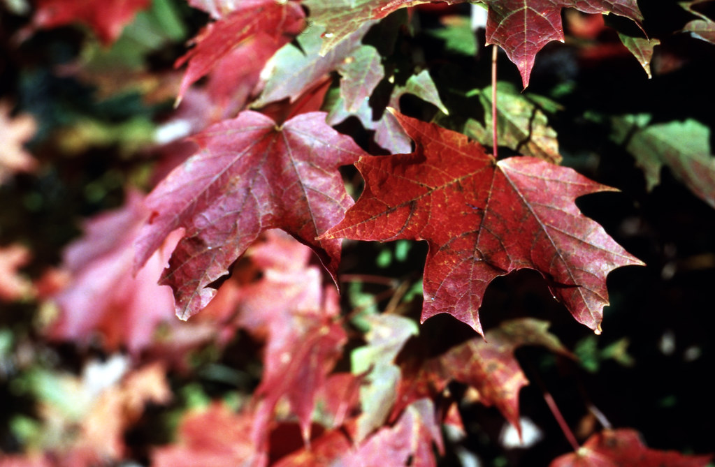 Red Maple Leaves in Muskoka Oct 2023