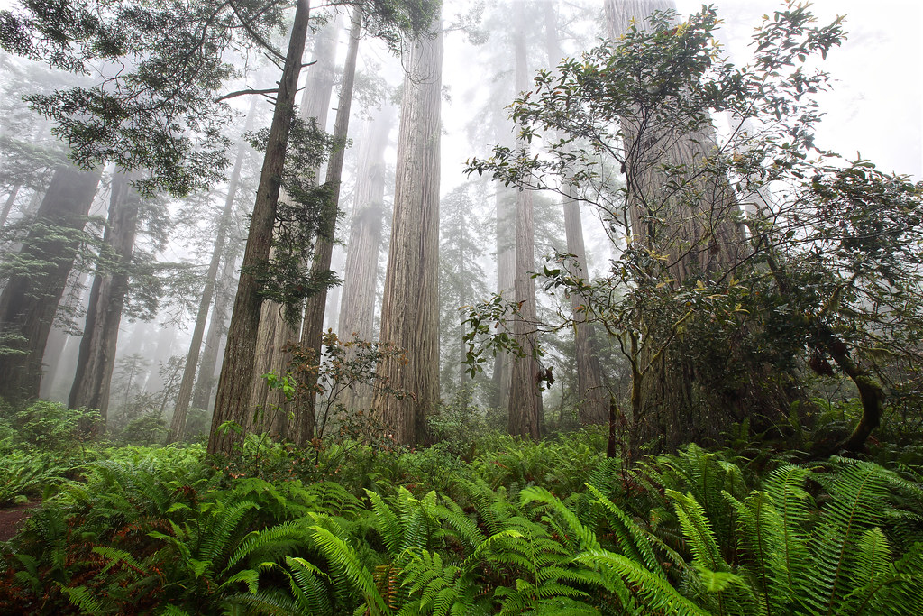 Redwoods and Ferns, Lady Bird Johnson Grove, Redwood National Park, California