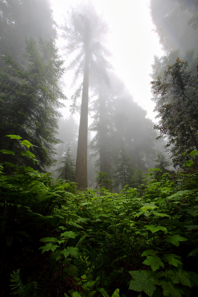 Thick Fog, Lady Bird Johnson Grove, Redwoods National Park, California