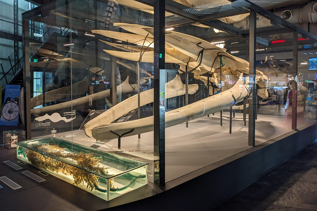 藍鯨頭部標本原件與當初緊勒的繩索落地展示。李育琴攝