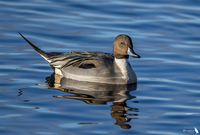 Male Pintail.