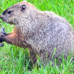 DSC_0855 Marmot ~ Groundhog ~ Woodchuck ~ Marmota monax ~ Marmotte commune ~ My Yard ~ Sparta, New Jersey  
