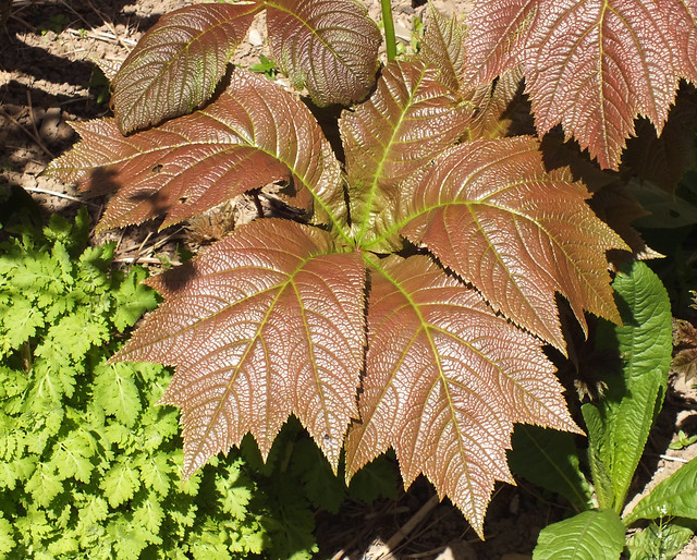 Rodgers' bronze-leaf (Rodgersia podophylla)
