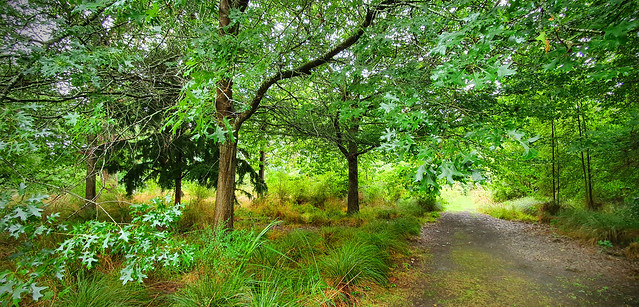 The woodland trail.