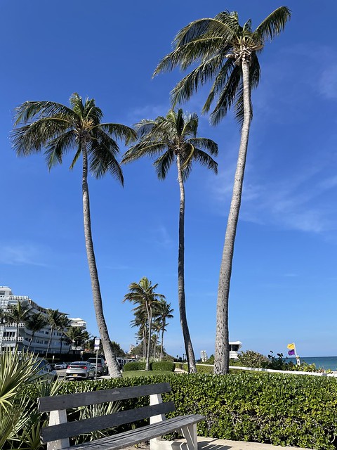 West Palm Beach, Florida Palm Trees