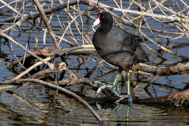 Red Morph Coot