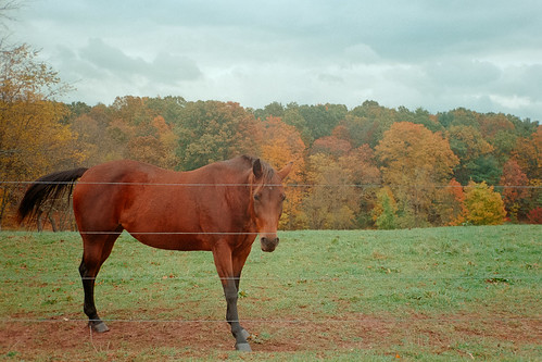 Horses Bedford County, PA
October 2023