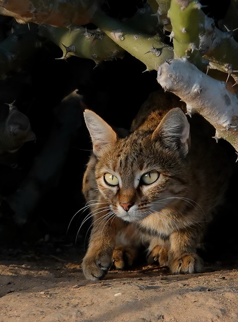 Asiatic Wildcat - Felis lybica ornata