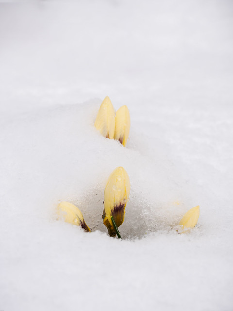 winter flower - Winterblume (explore)