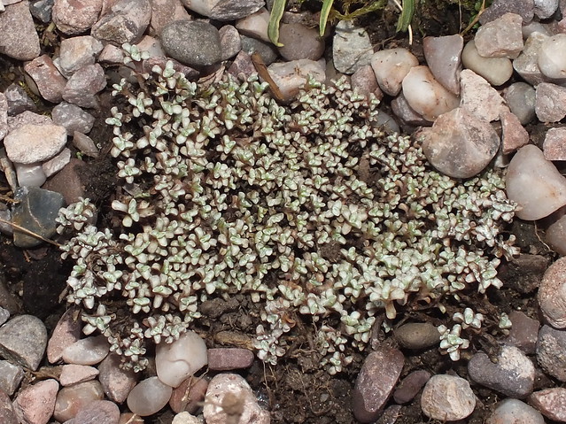 Scab plant (Raoulia australis)
