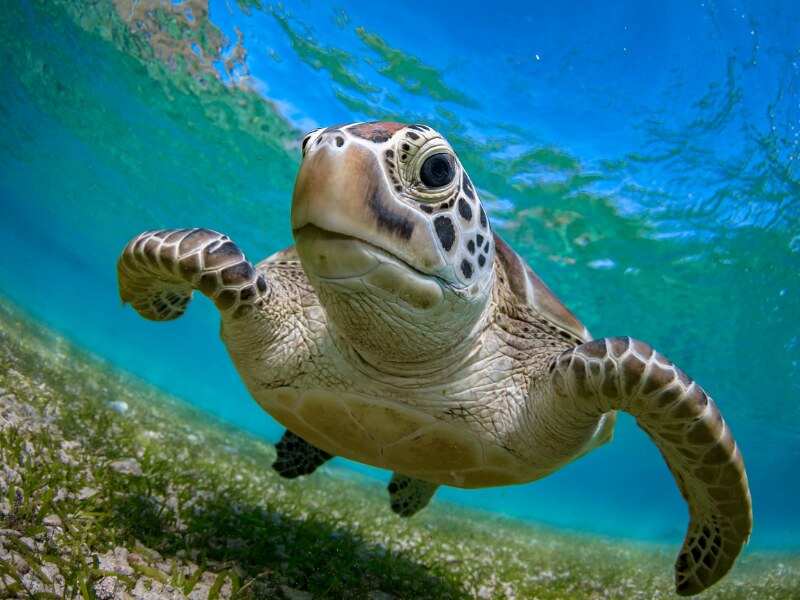 Tulum snorkeling tours - Turtles