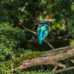 Save place for a Kingfisher