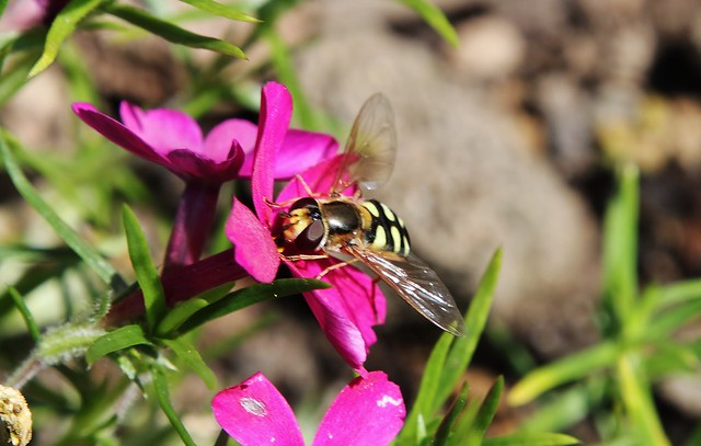 Hoverfly - Explore