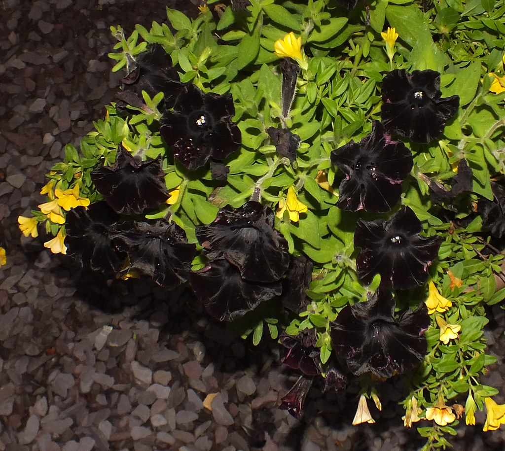 Black magic petunia (Petunia grandiflora) hybrida | Superdom… | Flickr