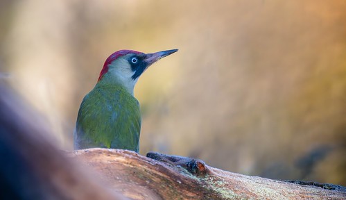 Pic vert | by Frédéric delmas