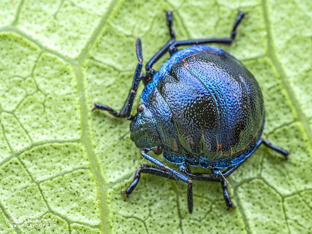 Shield-backed bug nymph (Scutelleridae) - PB204114