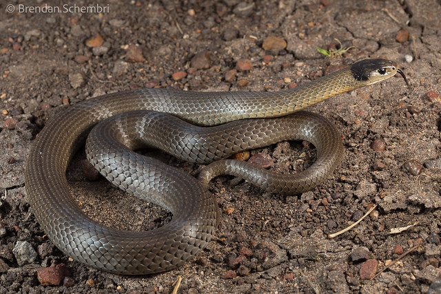 Grey Snake (Hemiaspis damelii)