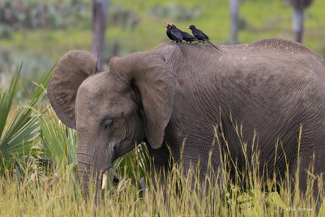 African Elephant Loxodonta africana