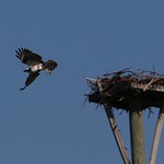 Osprey nest-building More great birds from my Florida trip. Here a male Osprey leaves the part-built nest in search of more sticks to complete it. Fort Myers Beach, FL, USA.