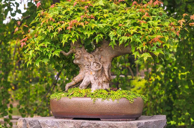 Details on “How to Create Bonsai?”
