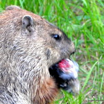 DSC_0843 Marmot ~ Groundhog ~ Woodchuck ~ Marmota monax ~ Marmotte commune ~ My Yard ~ Sparta, New Jersey  