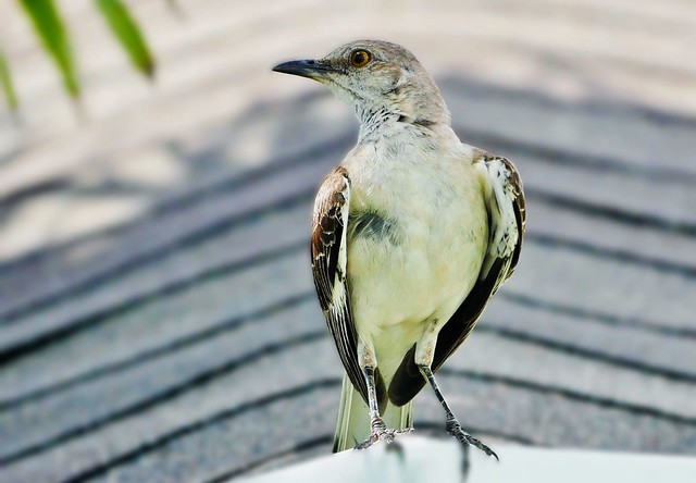 Northern Mockingbird On My Roof (Mimus polyglottos)