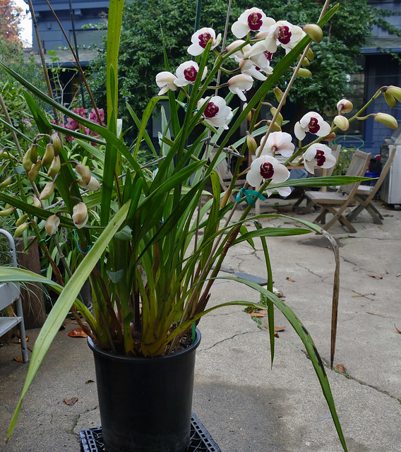 Cymbidium Kaylie 'Ume' hybrid orchid