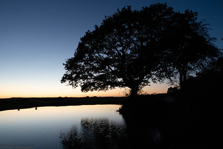New Forest Silhouette
