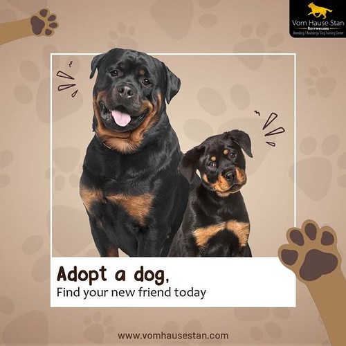 Reach us to adopt a rottweiler with Vom Hause Stan