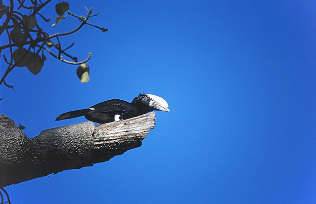 Silvery-cheeked Hornbill, Lake Awassa, Ethiopia