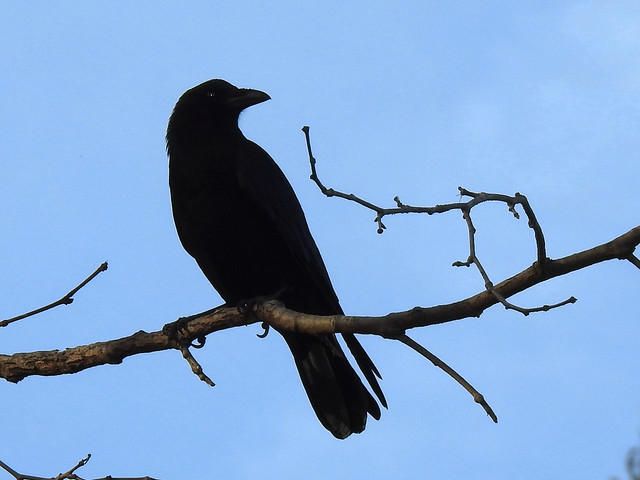 American crow in the sycamore tree