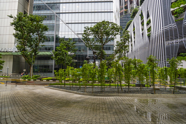 Some trees in the concrete jungle of Singapore's central business district