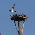 Osprey nest-building More great birds from my Florida trip.