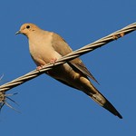 Mourning Dove More great birds from my Florida trip.