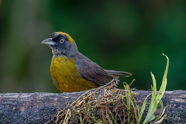 1.29100 Tangara obscur / Mitrospingus cassinii cassinii / Dusky-faced Tanager