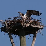 Osprey nest-building More great birds from my Florida trip.
