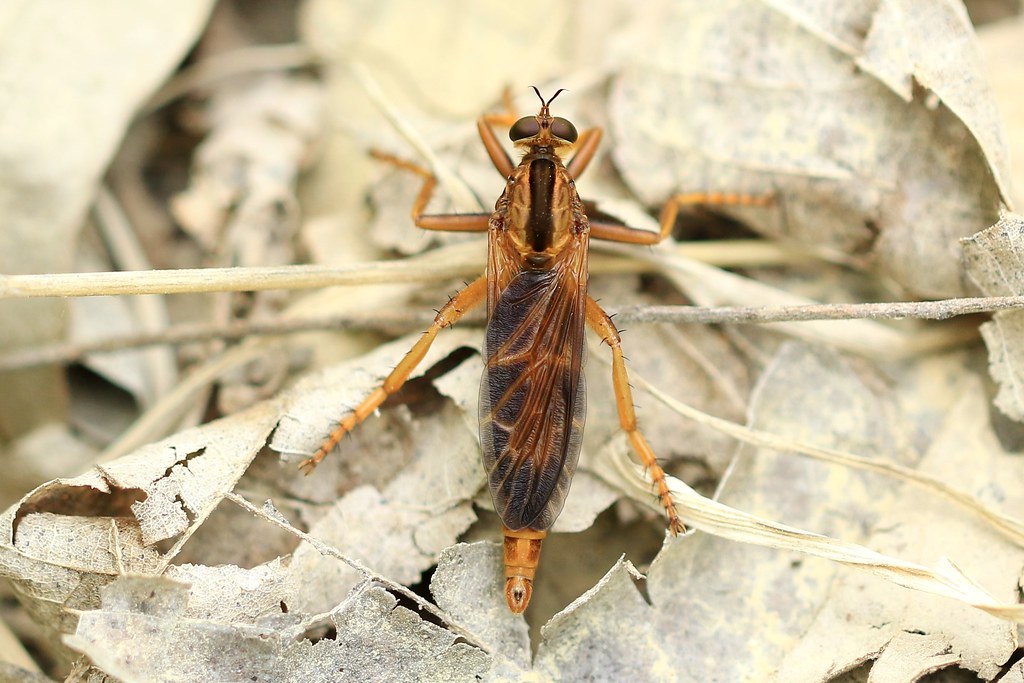 robber fly (Asilus sericeus) male at Cardinal Marsh IA 854A8263