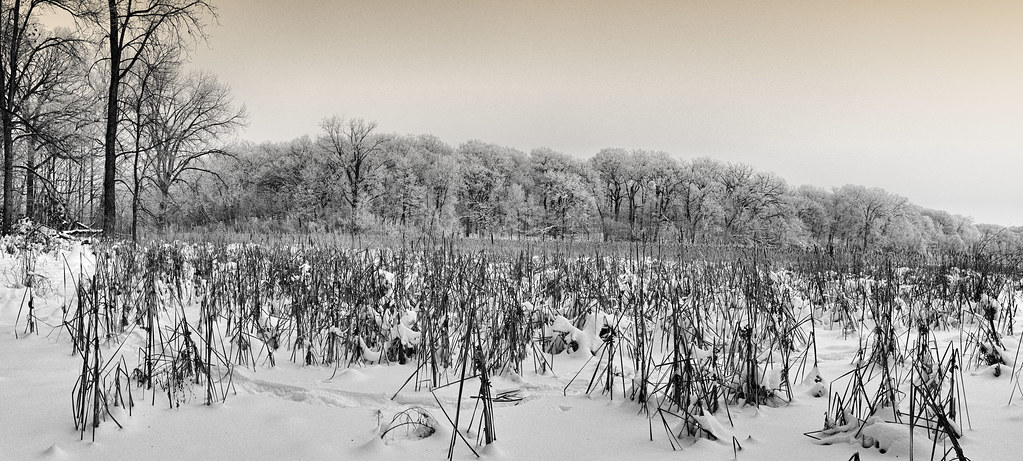 CPR_Marsh_Hoarfrost_Pano_bw