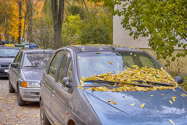 Traffic Jam in The City With Lines of Cars Covered with fallen Autumn Leaves
